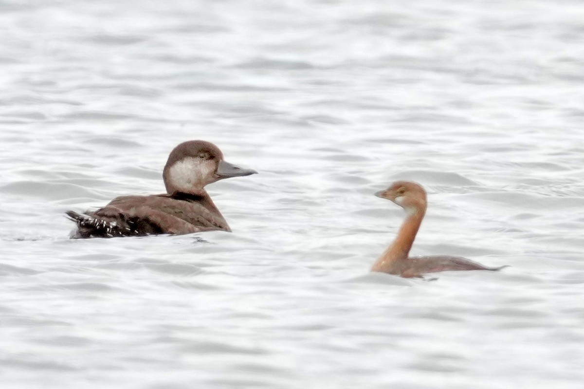 amerikasvartand - ML646143161