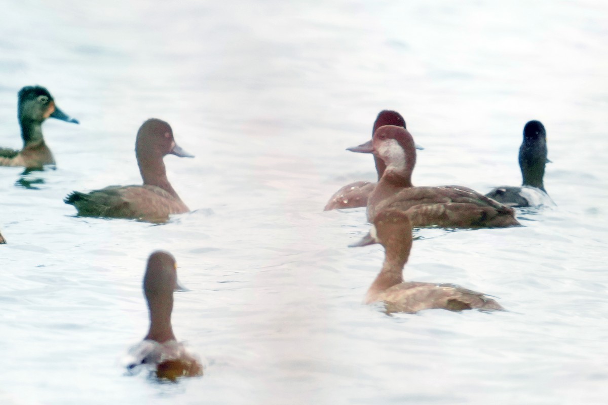 amerikasvartand - ML646143162