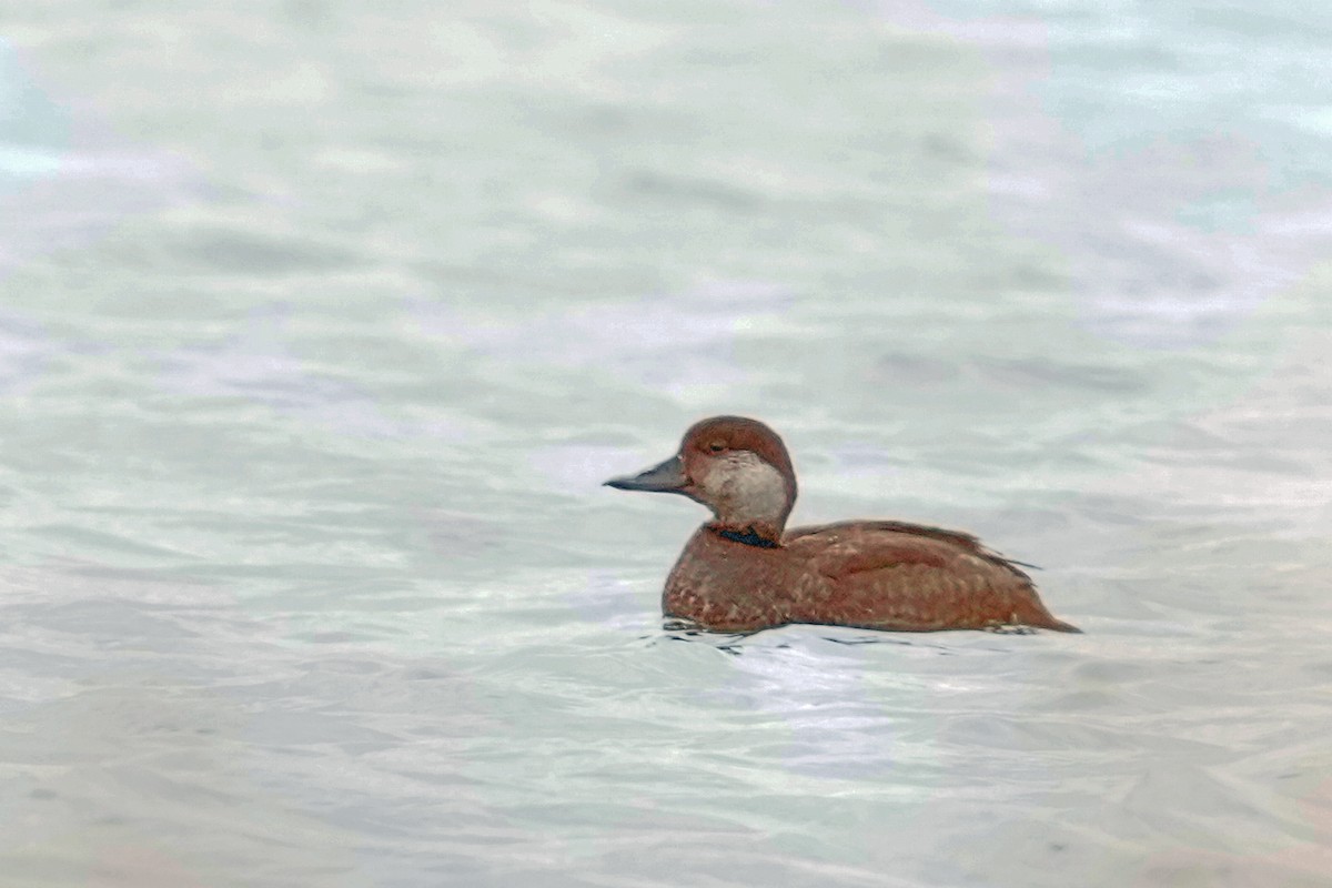 amerikasvartand - ML646143163