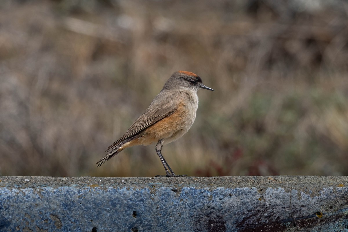 Dormilon à ventre roux - ML646143166