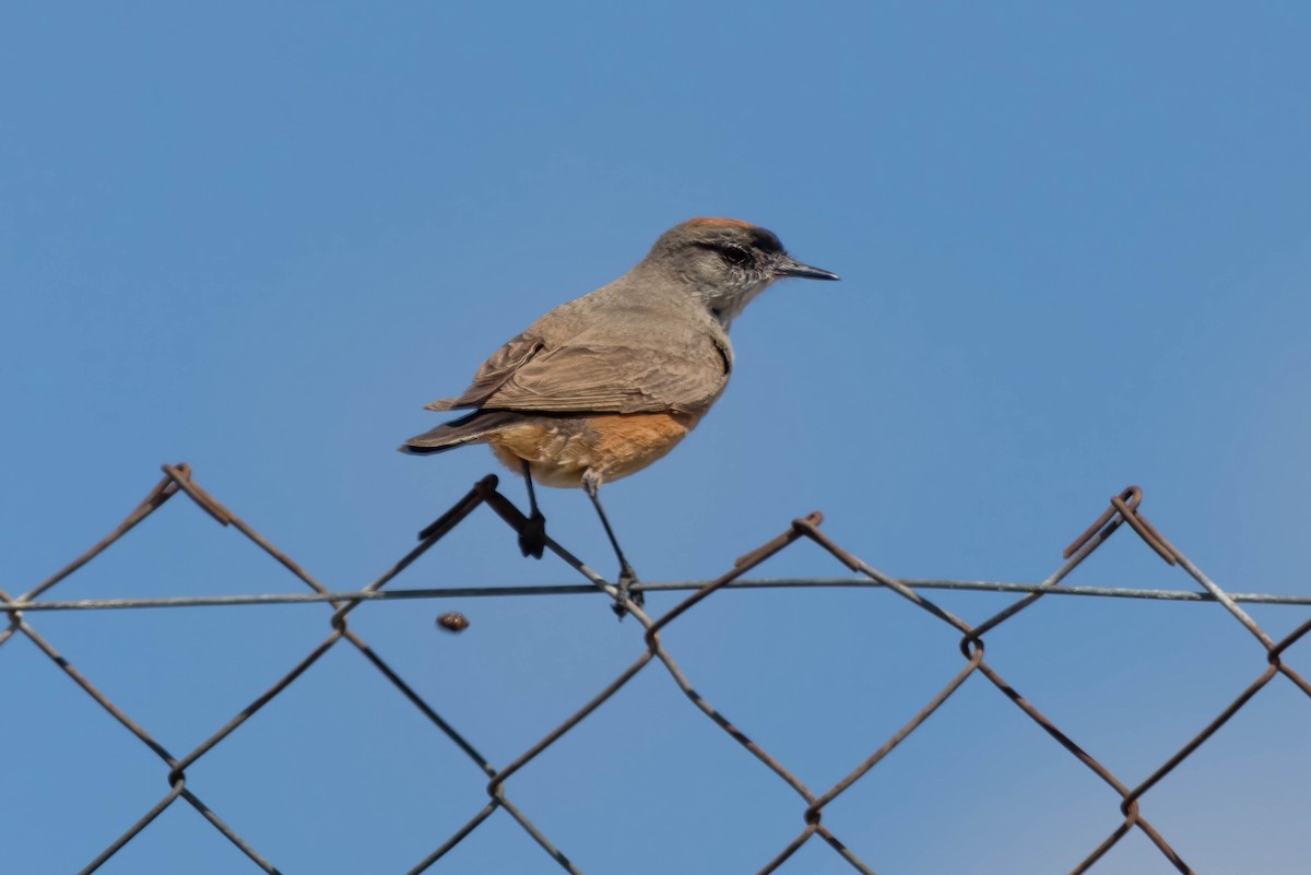 Dormilon à ventre roux - ML646143167