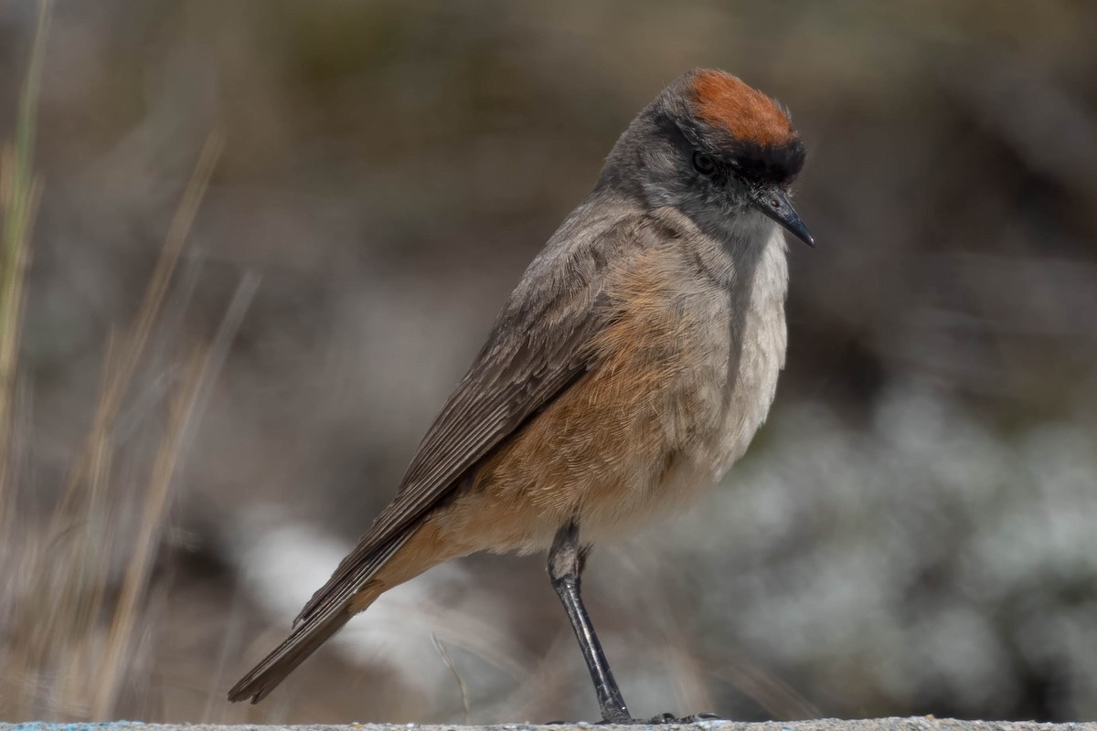 Dormilon à ventre roux - ML646143168