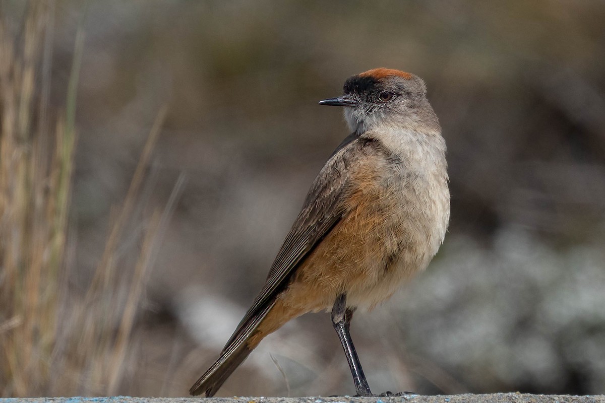 Dormilon à ventre roux - ML646143169