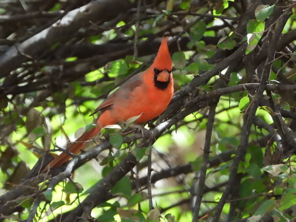 Northern Cardinal - ML646143170