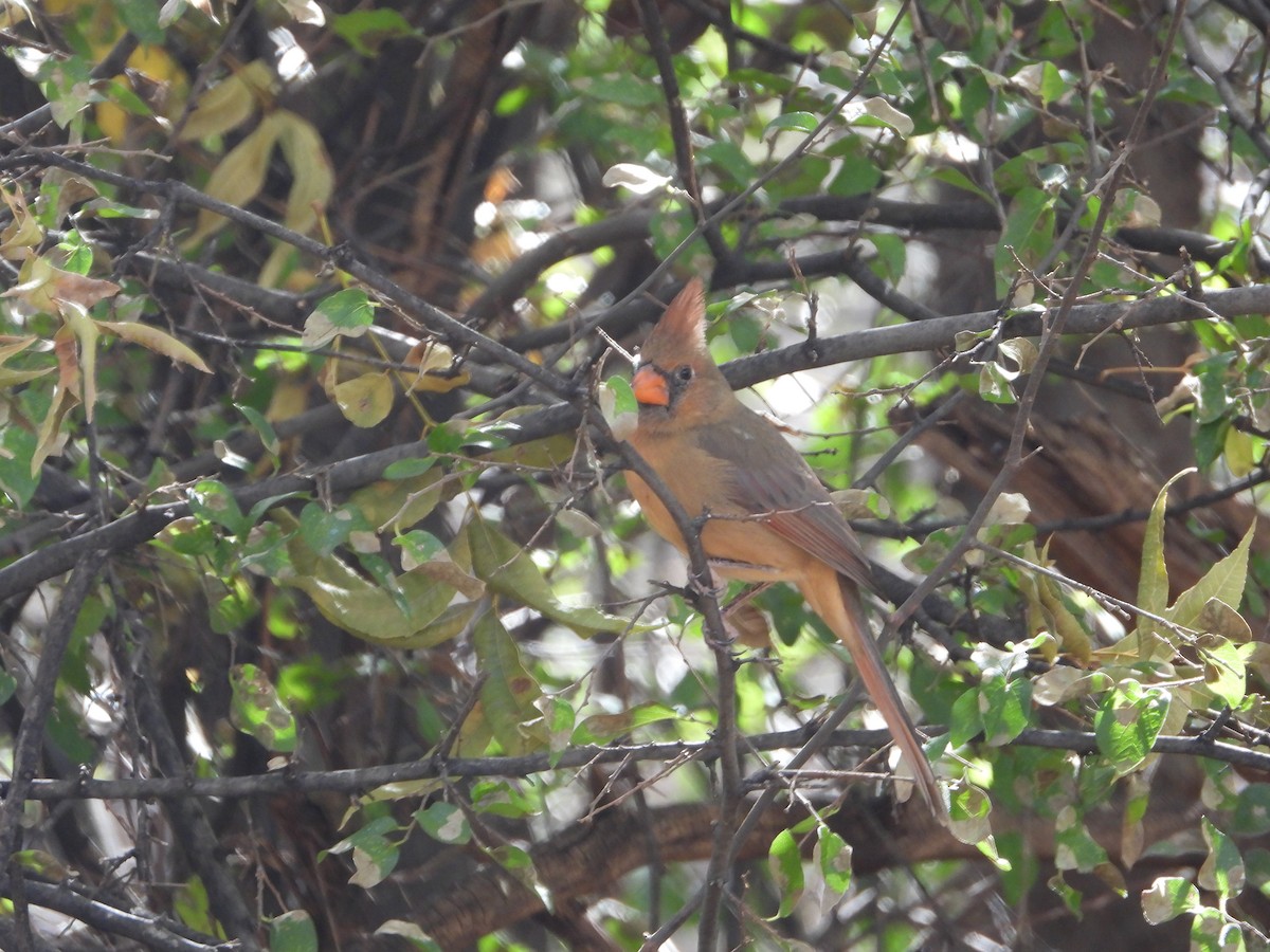 Northern Cardinal - ML646143171