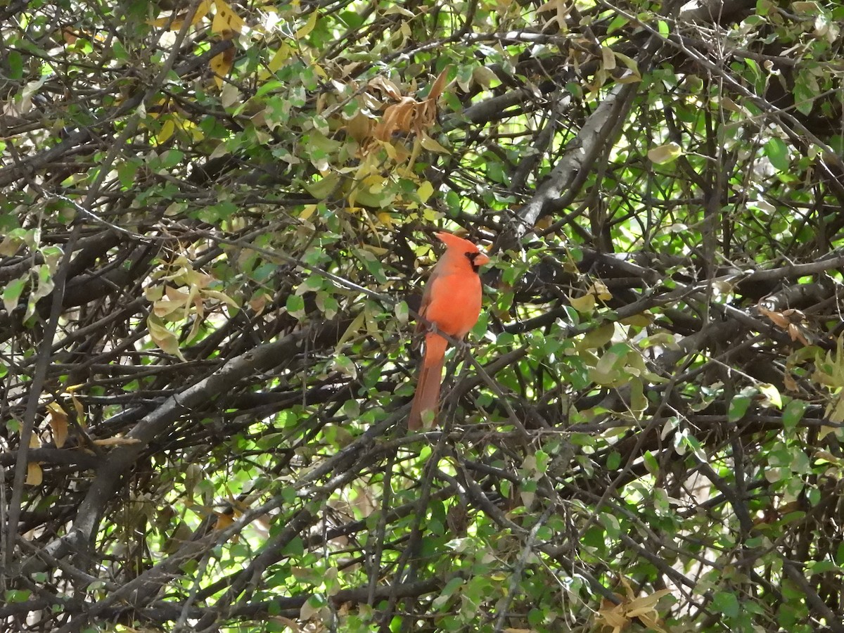 Northern Cardinal - ML646143172