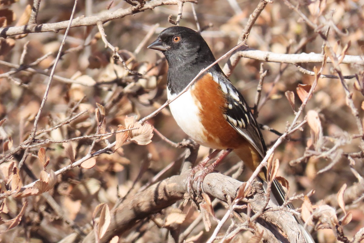 Spotted Towhee - ML646143180