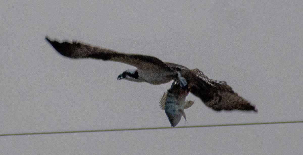 Osprey - ML646143181