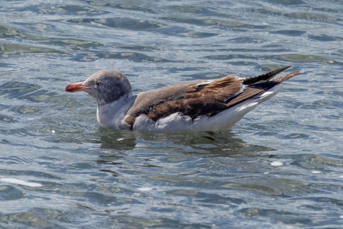 Dolphin Gull - ML646143183