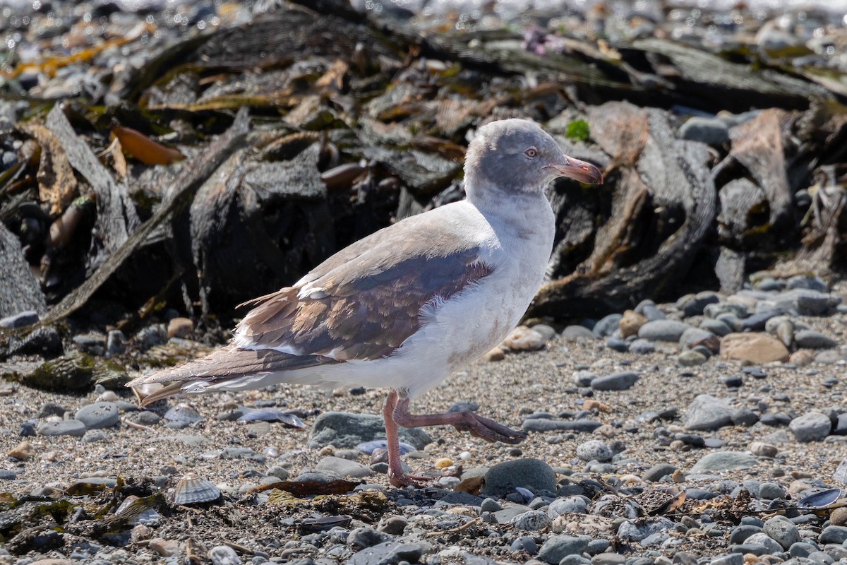 Dolphin Gull - ML646143184