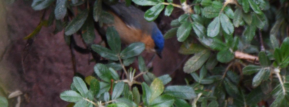 Rusty Flowerpiercer - ML646143198