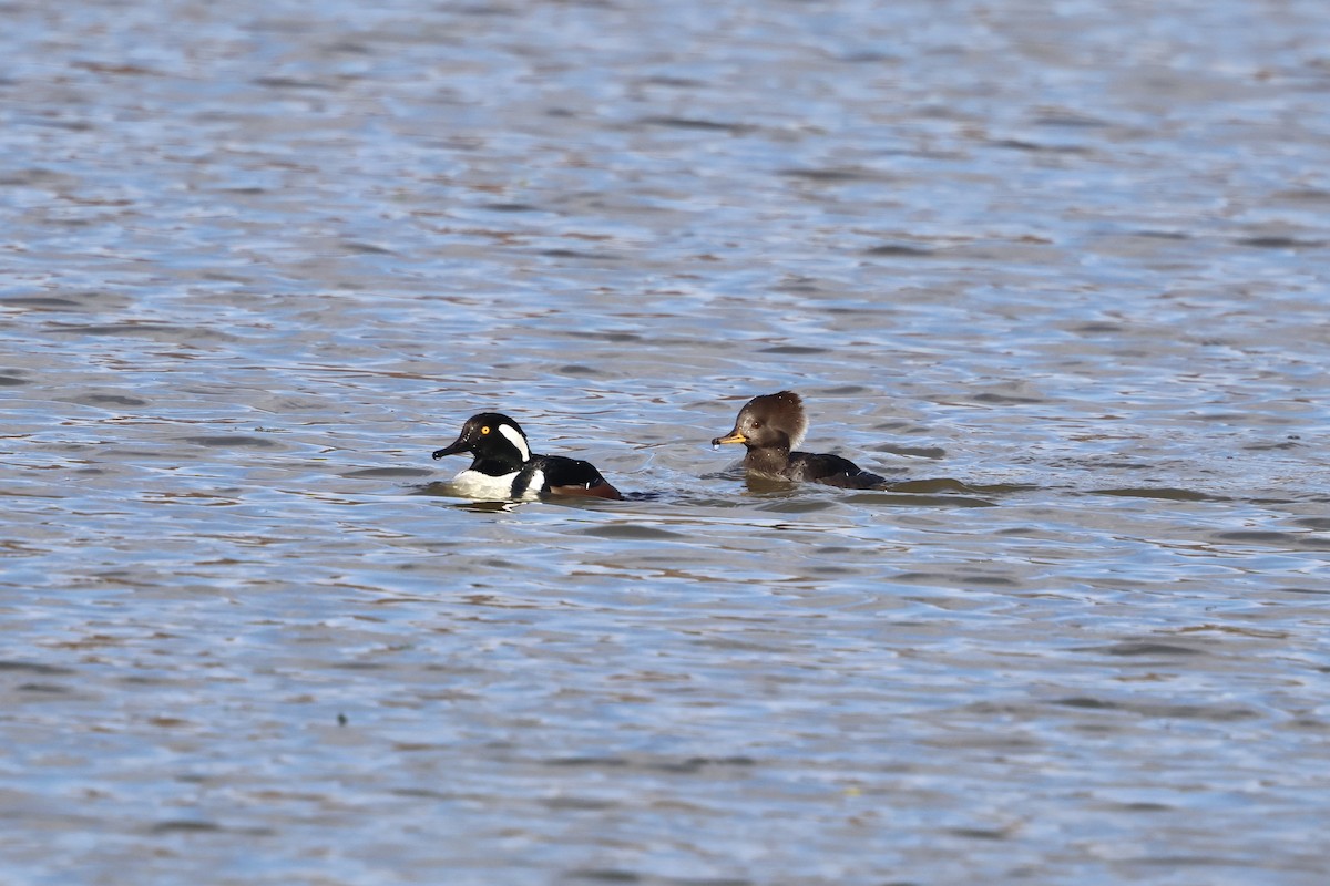 Hooded Merganser - ML646143204