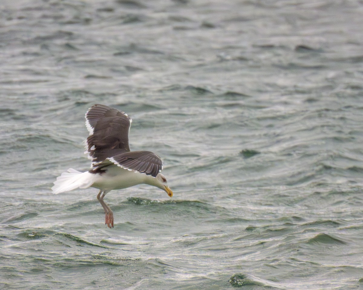 racek mořský - ML646143206