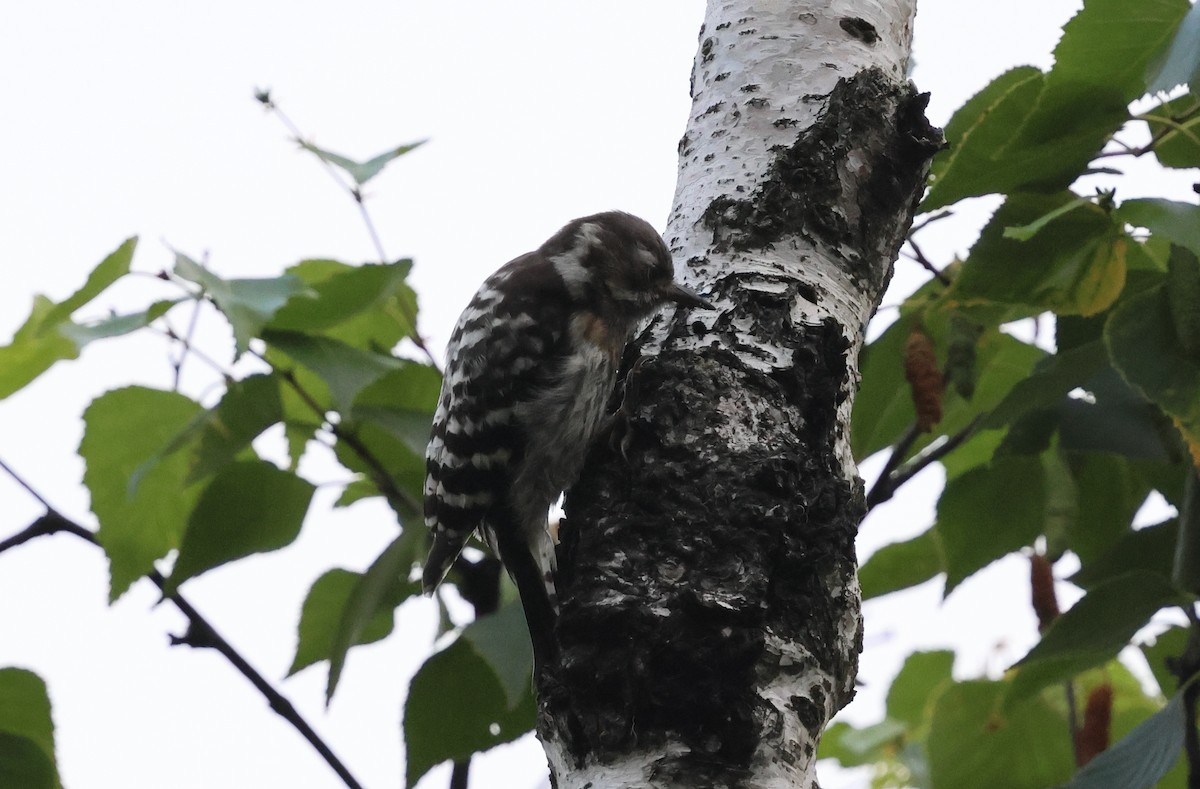 Japanese Pygmy Woodpecker - ML646143207