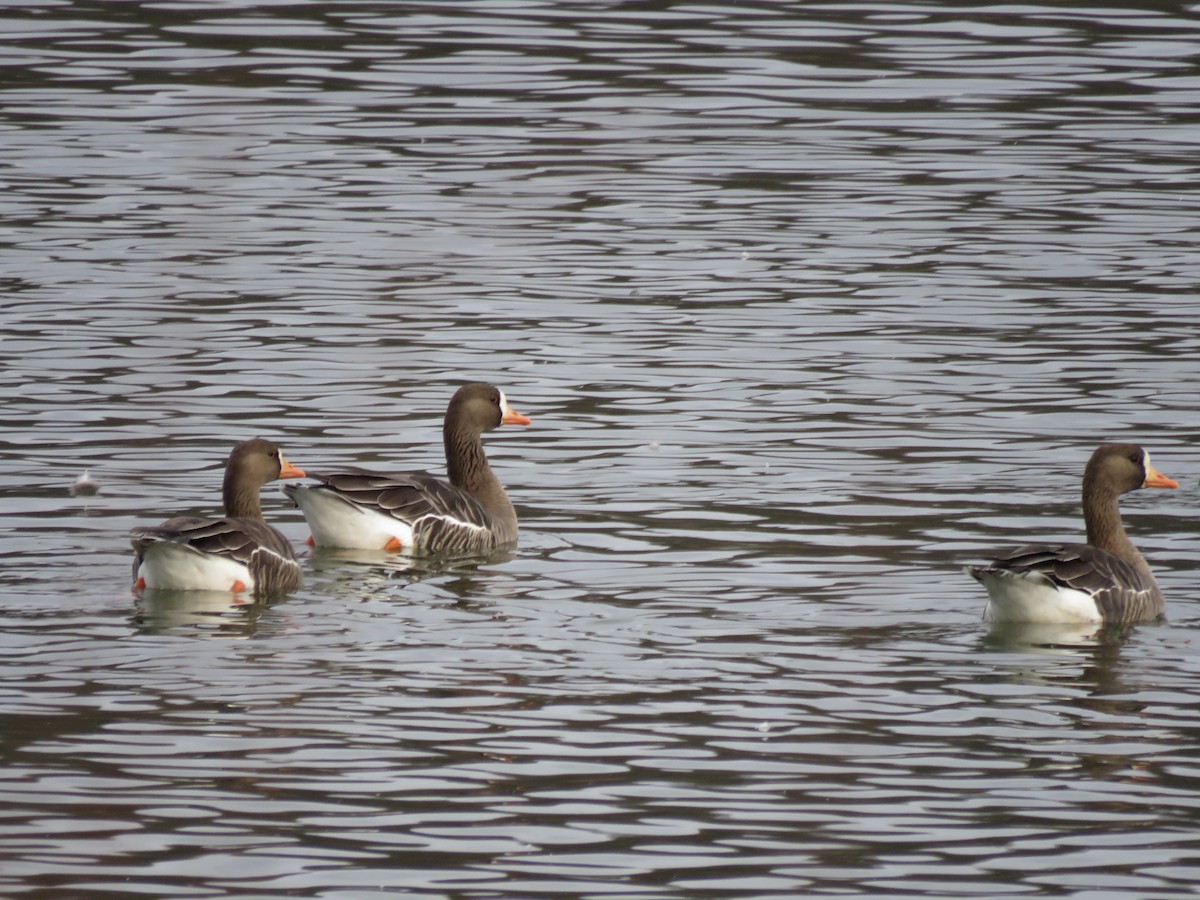 Greater White-fronted Goose - ML646143210