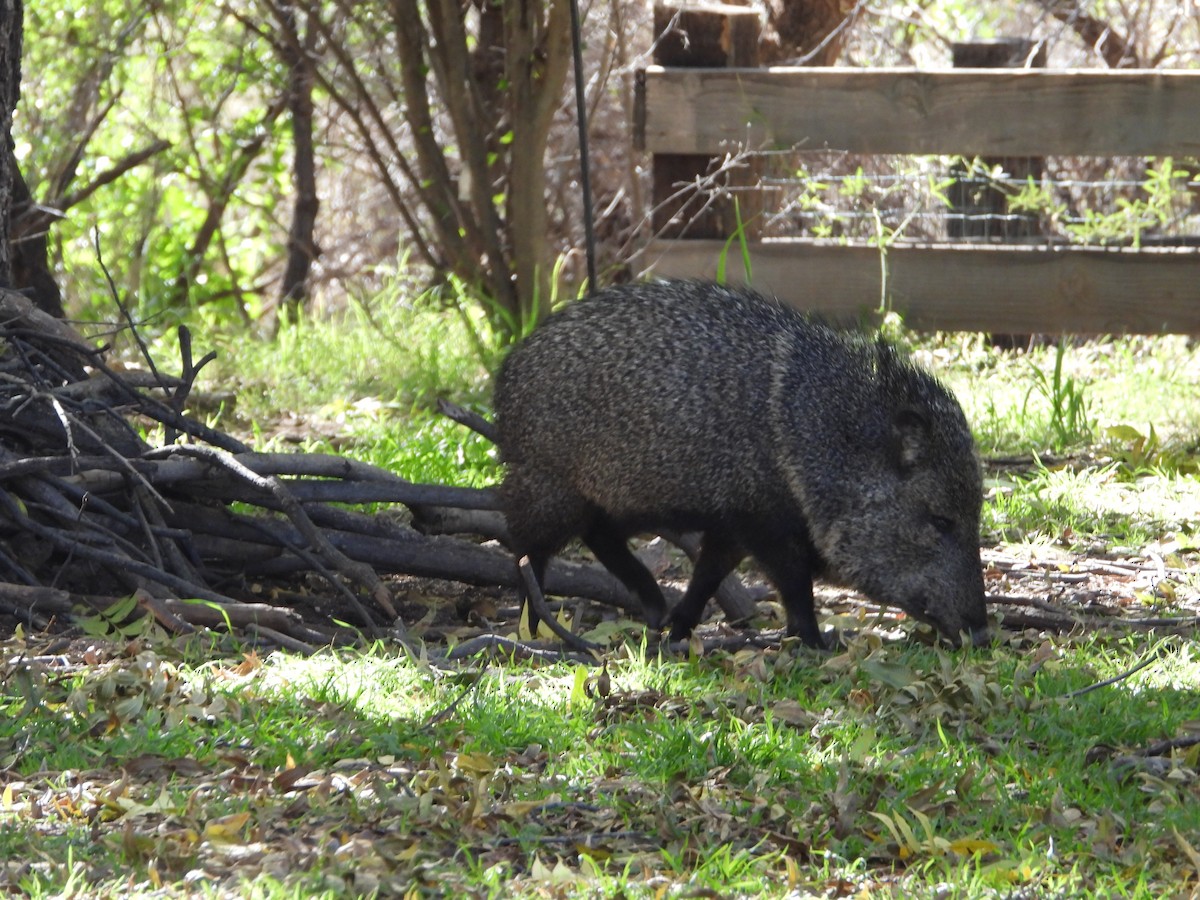 Collared Peccary - ML646143221