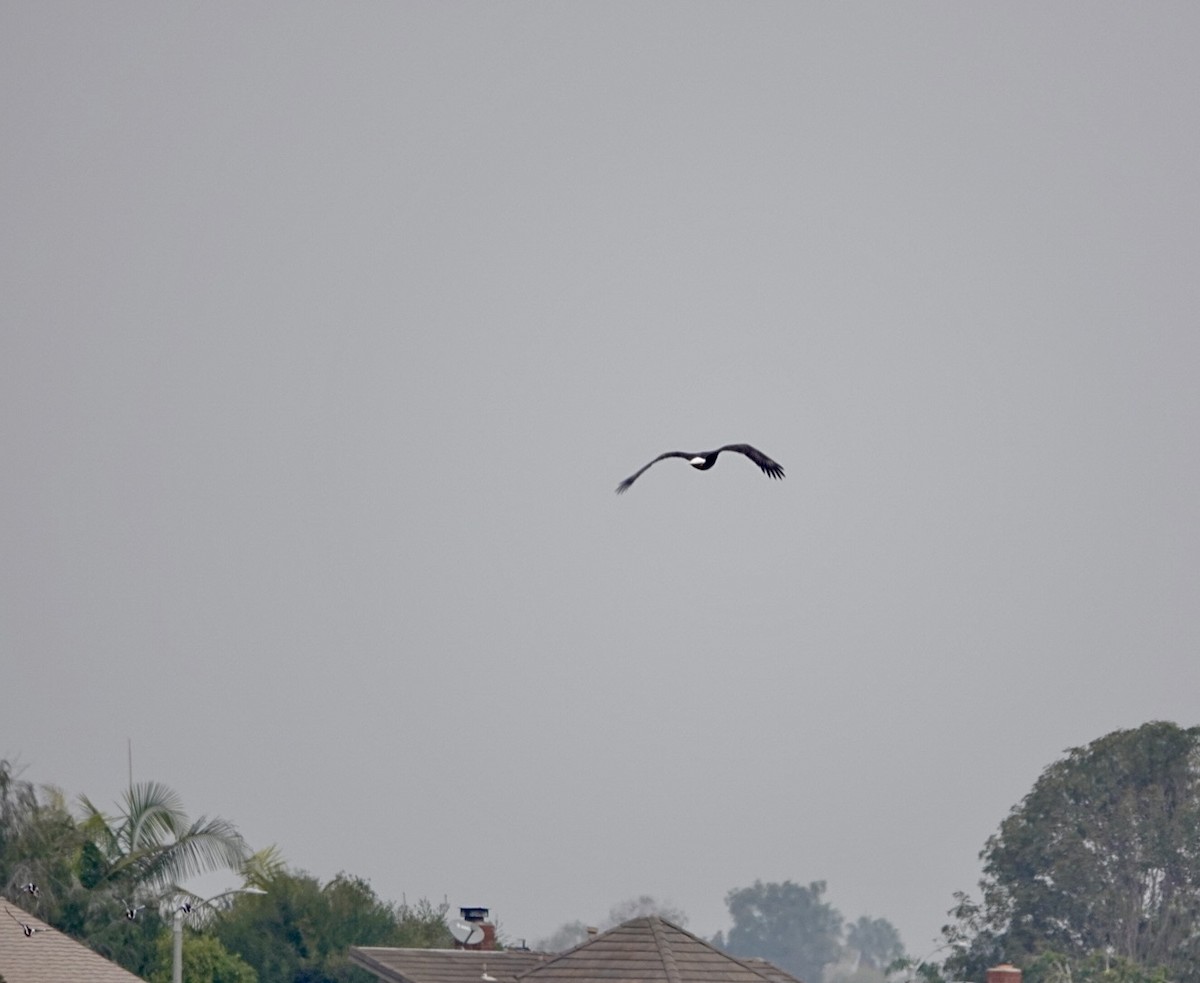 Bald Eagle - ML646143226