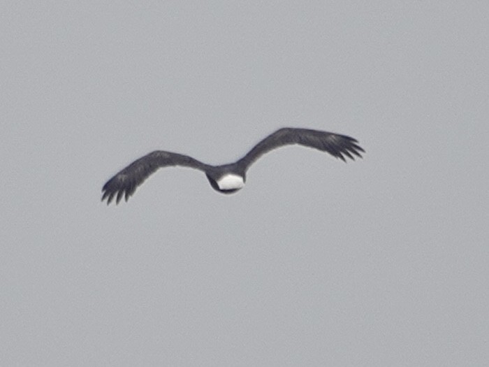 Bald Eagle - ML646143227