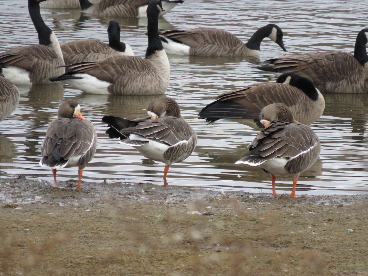 Greater White-fronted Goose - ML646143228