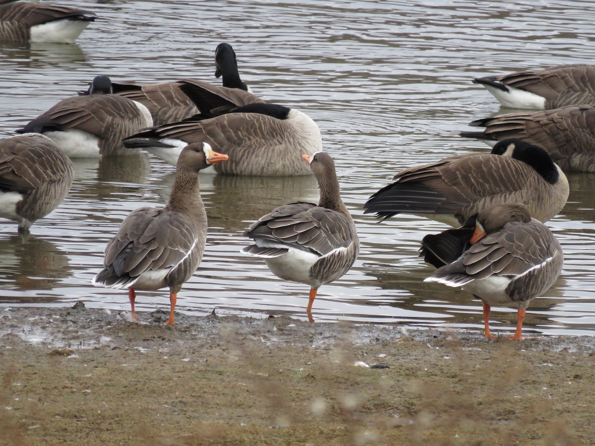 Greater White-fronted Goose - ML646143229