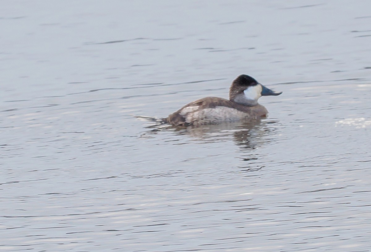 Ruddy Duck - ML646143236