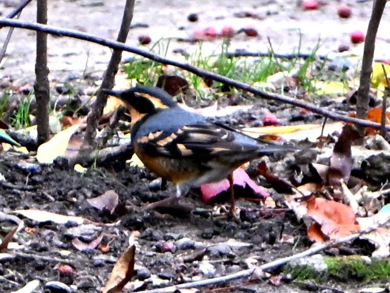 Varied Thrush - ML646143238