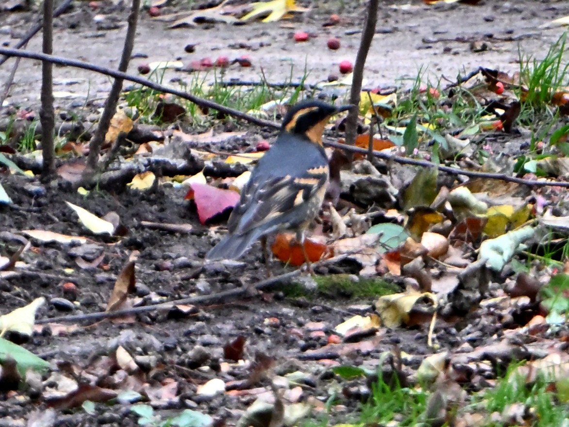 Varied Thrush - ML646143239