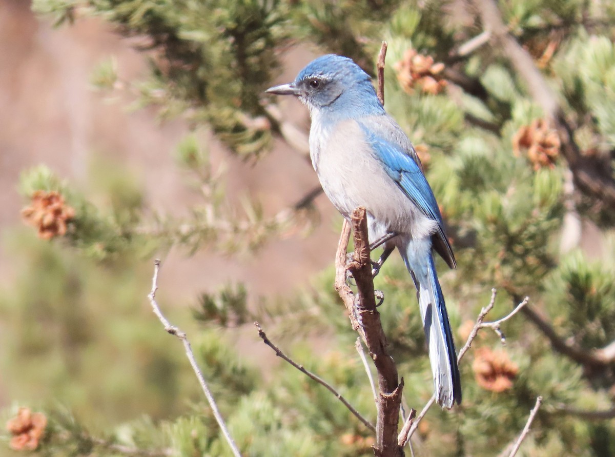 sojka vnitrozemská - ML646143240