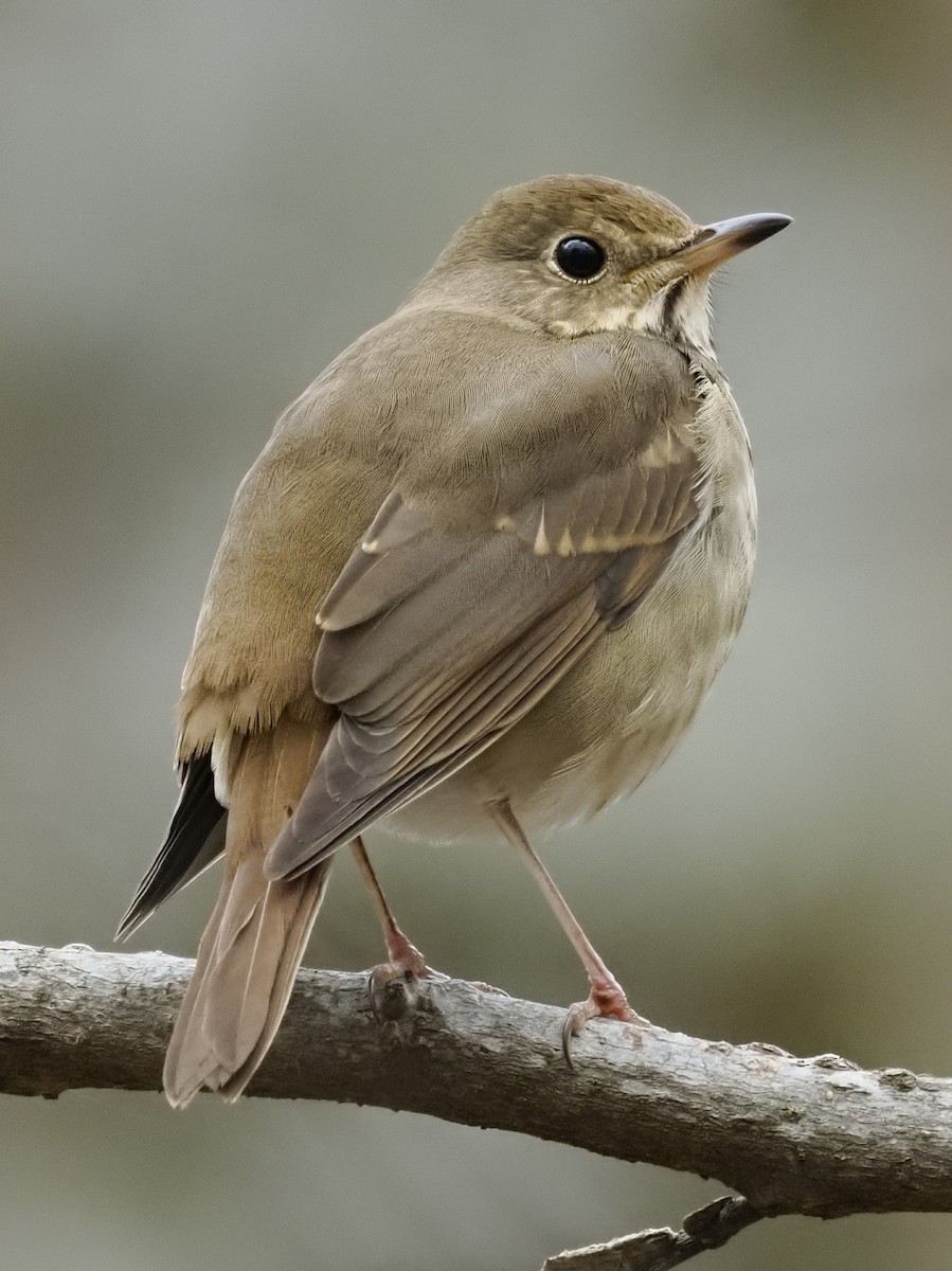 チャイロコツグミ - ML646143245