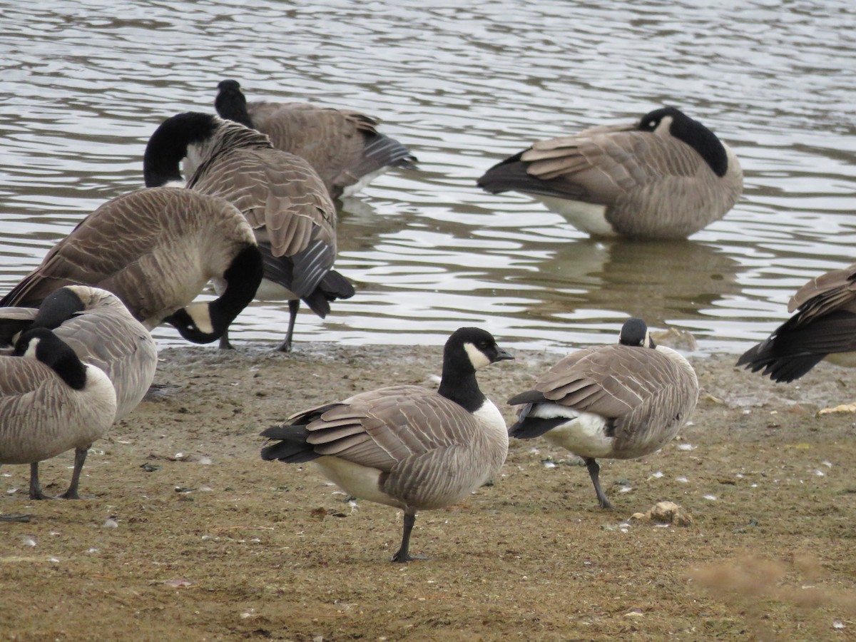 Cackling Goose - ML646143248