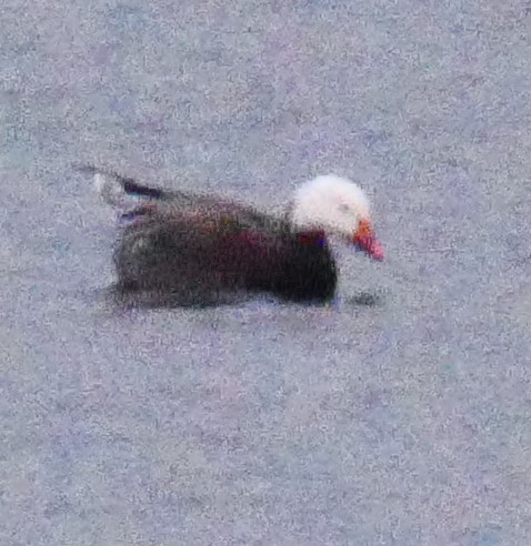 Snow Goose - ML646143252