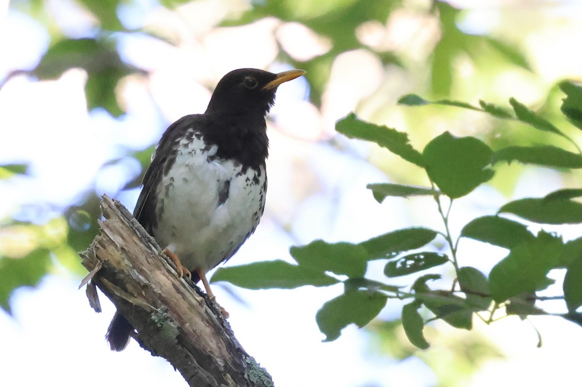 Japanese Thrush - ML646143257