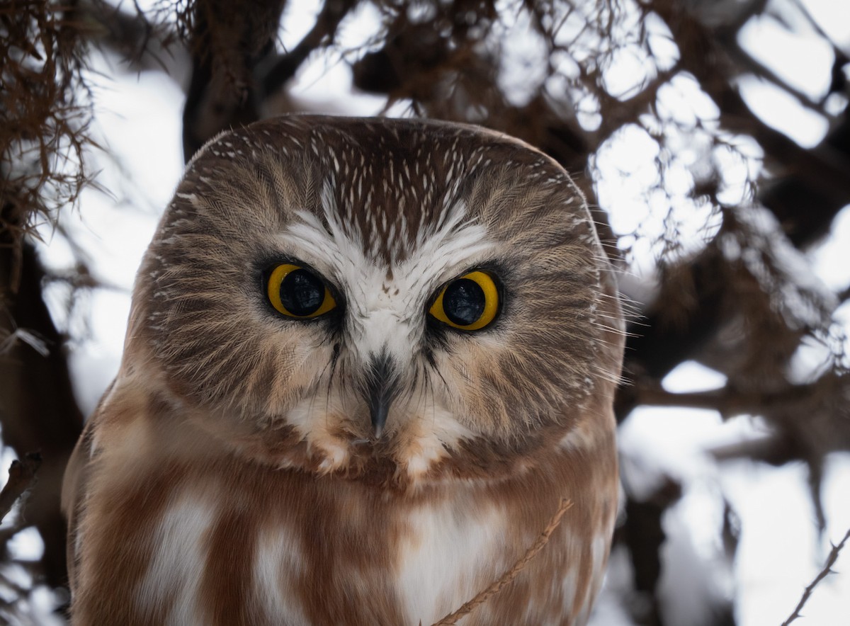 Northern Saw-whet Owl - ML646143258