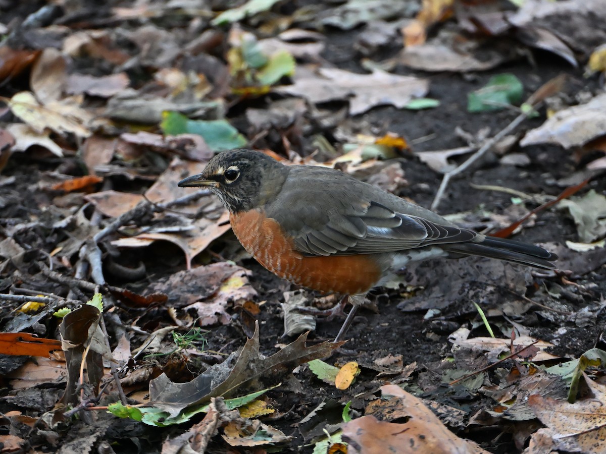 American Robin - ML646143259