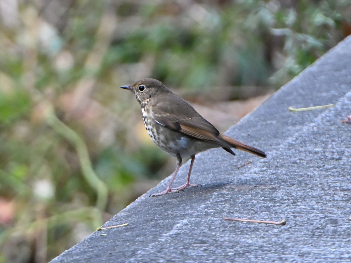 Hermit Thrush - ML646143262