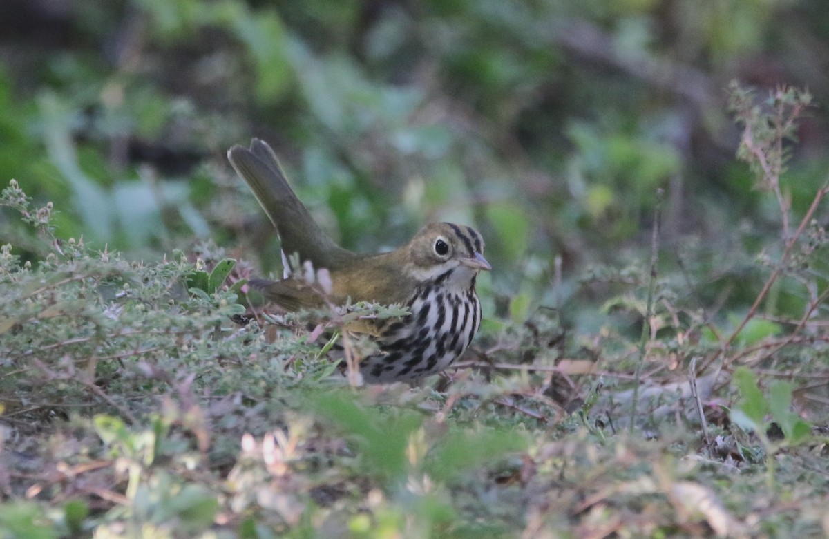 Ovenbird - ML646143268
