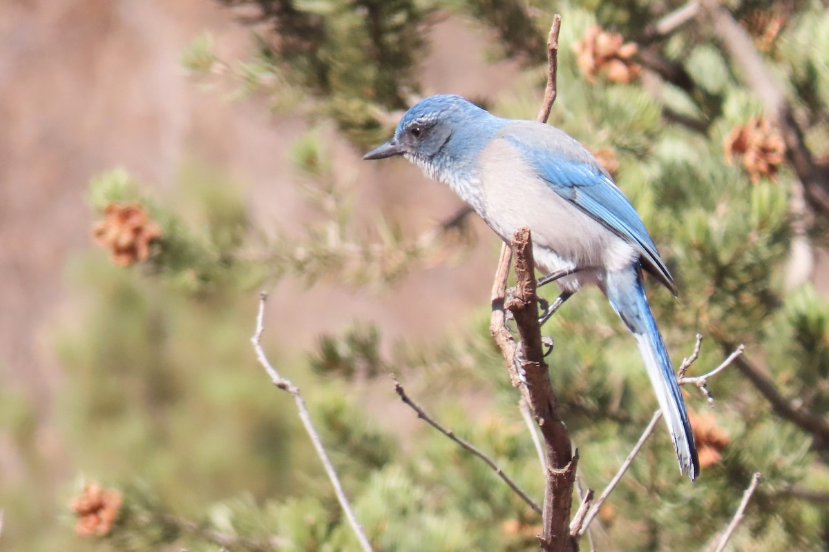 sojka vnitrozemská - ML646143271