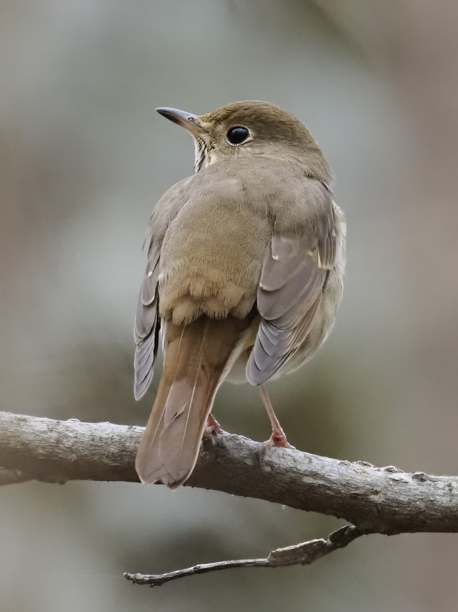 チャイロコツグミ - ML646143272