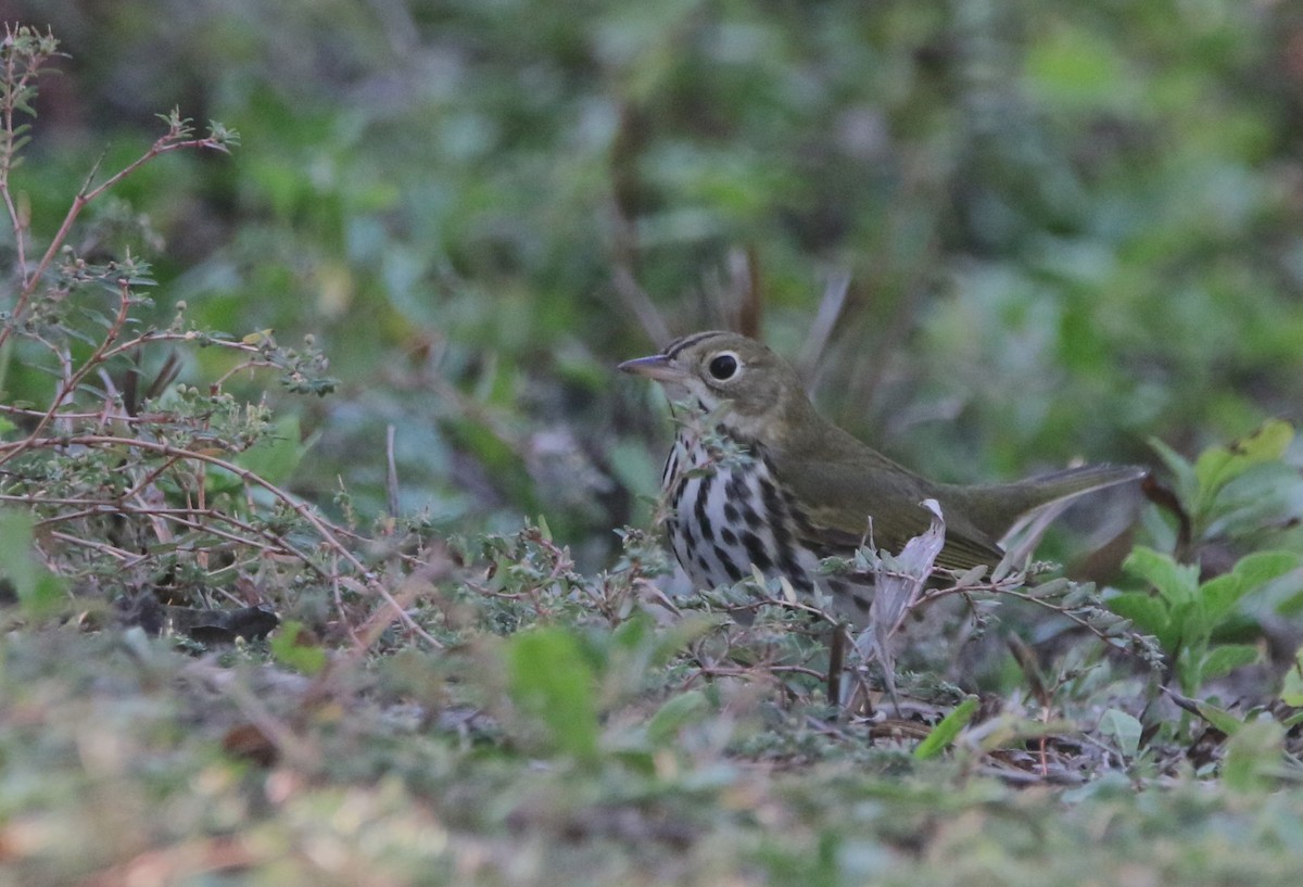 Ovenbird - ML646143274