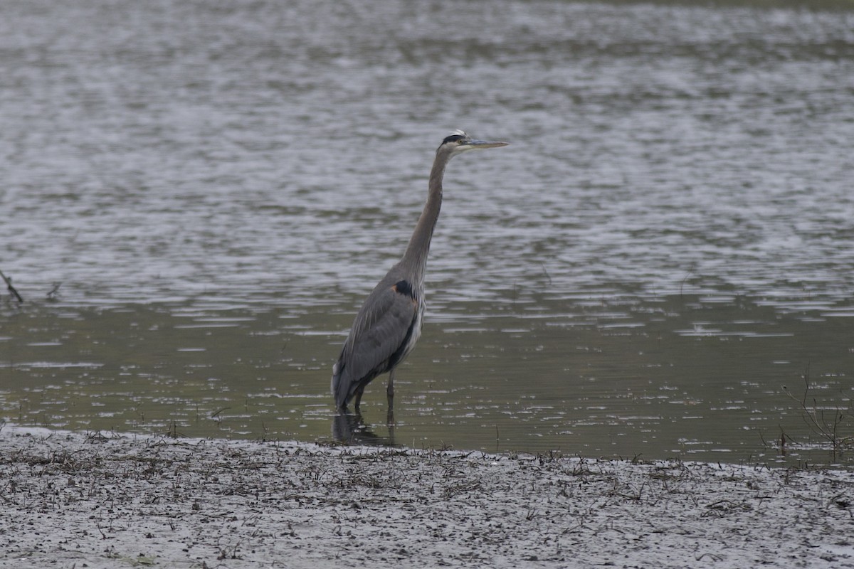 volavka velká - ML646143276