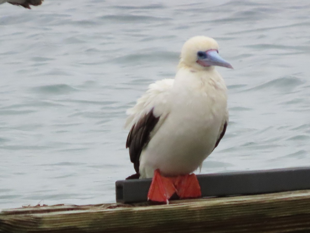 Red-footed Booby - ML646143279