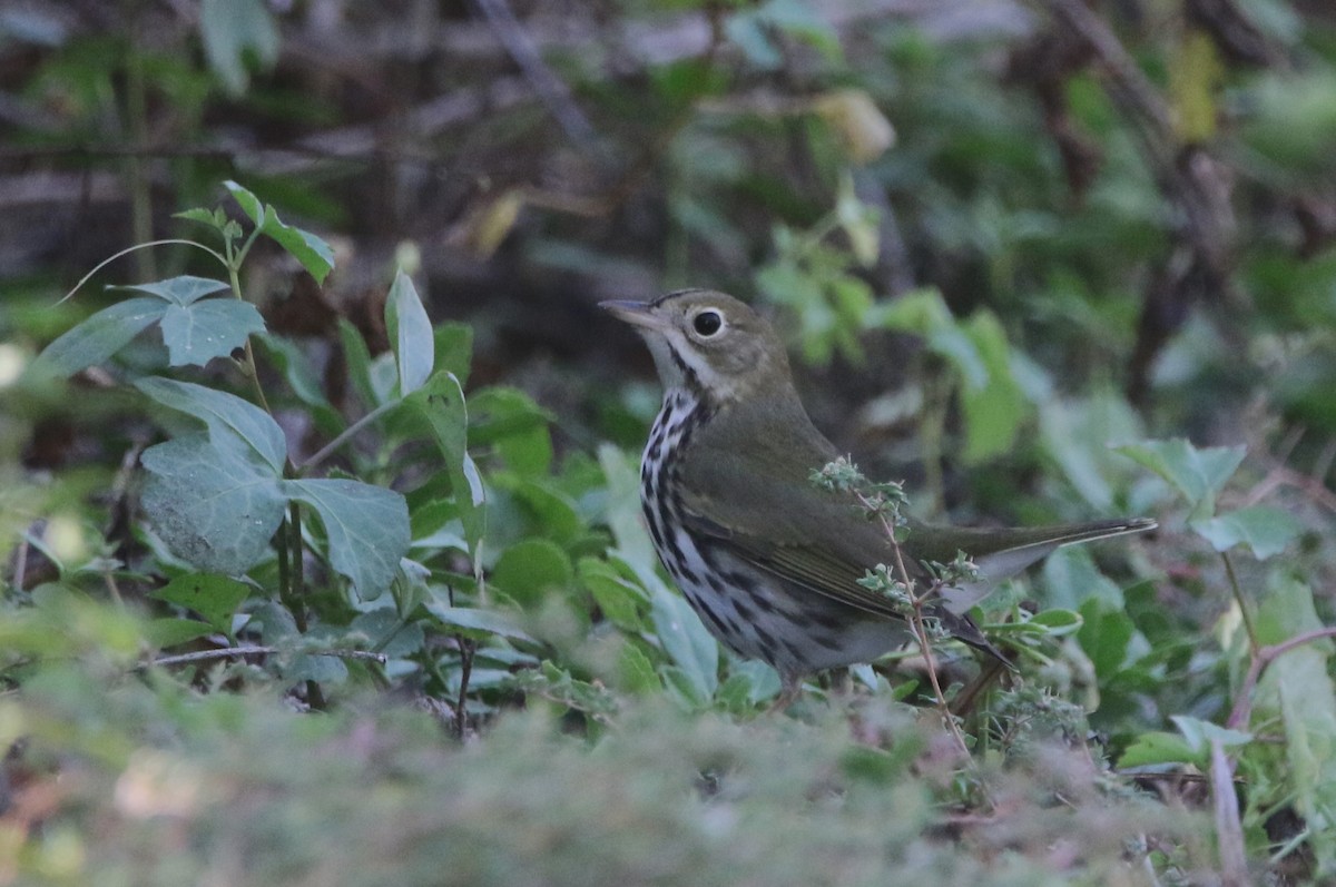 Ovenbird - ML646143282