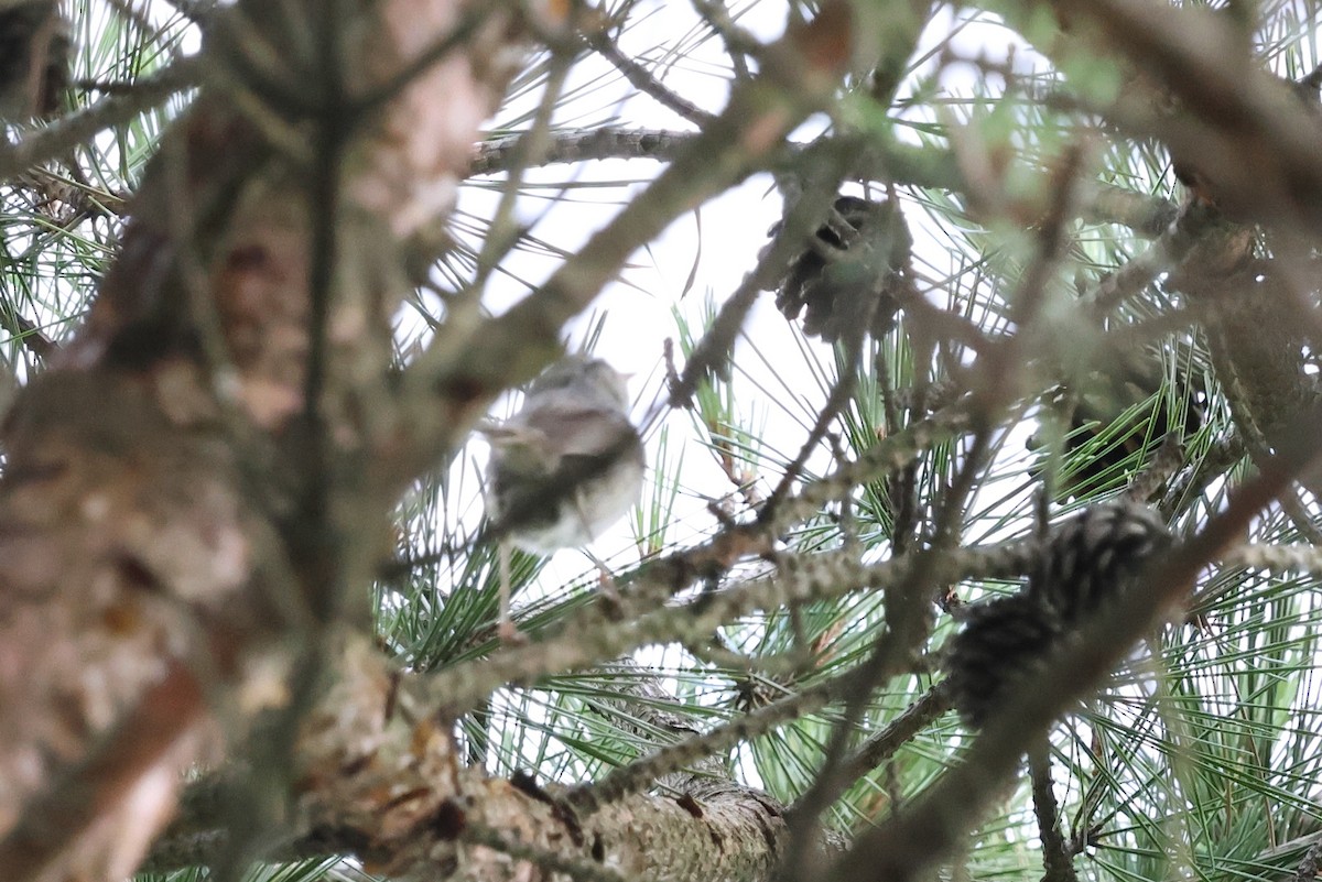 Japanese Bush Warbler - ML646143284