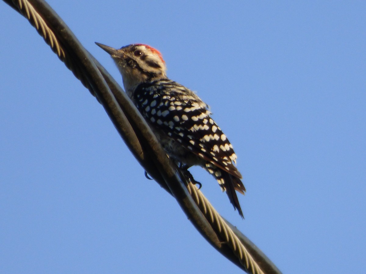 Ladder-backed Woodpecker - ML646143285