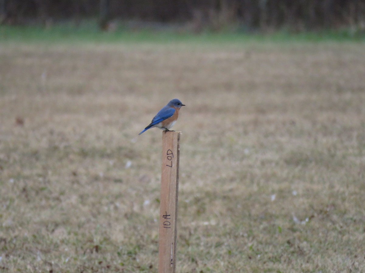 Eastern Bluebird - ML646143286