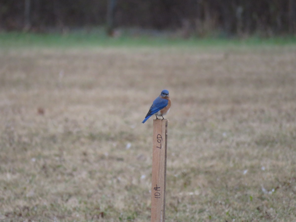 Eastern Bluebird - ML646143287