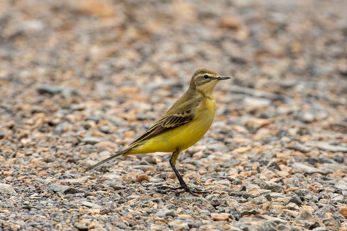 Western Yellow Wagtail - ML646143289