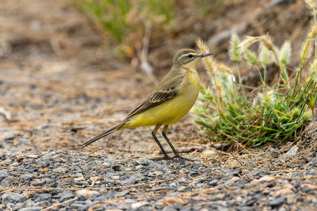 Western Yellow Wagtail - ML646143290