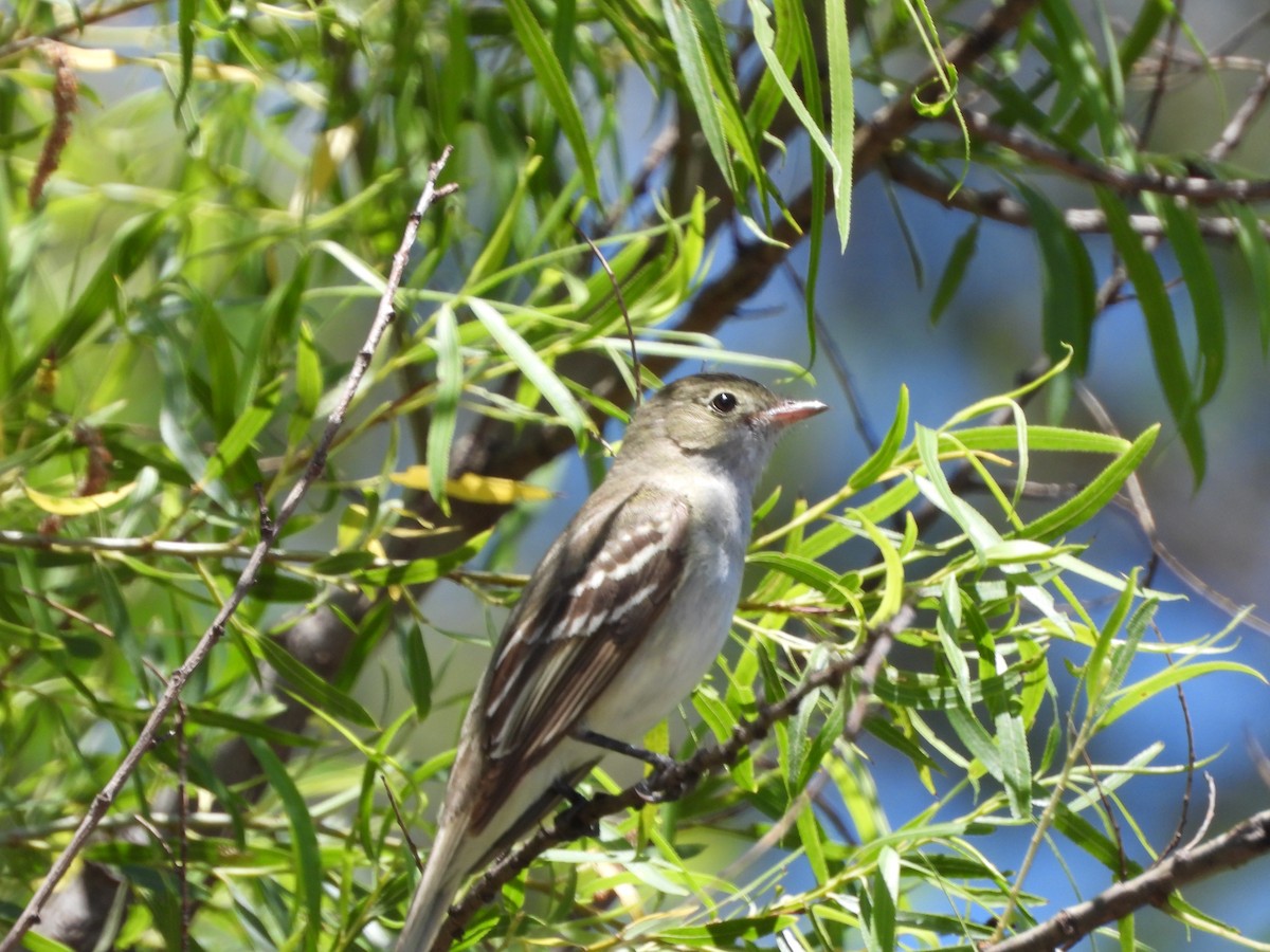 Small-billed Elaenia - ML646143291