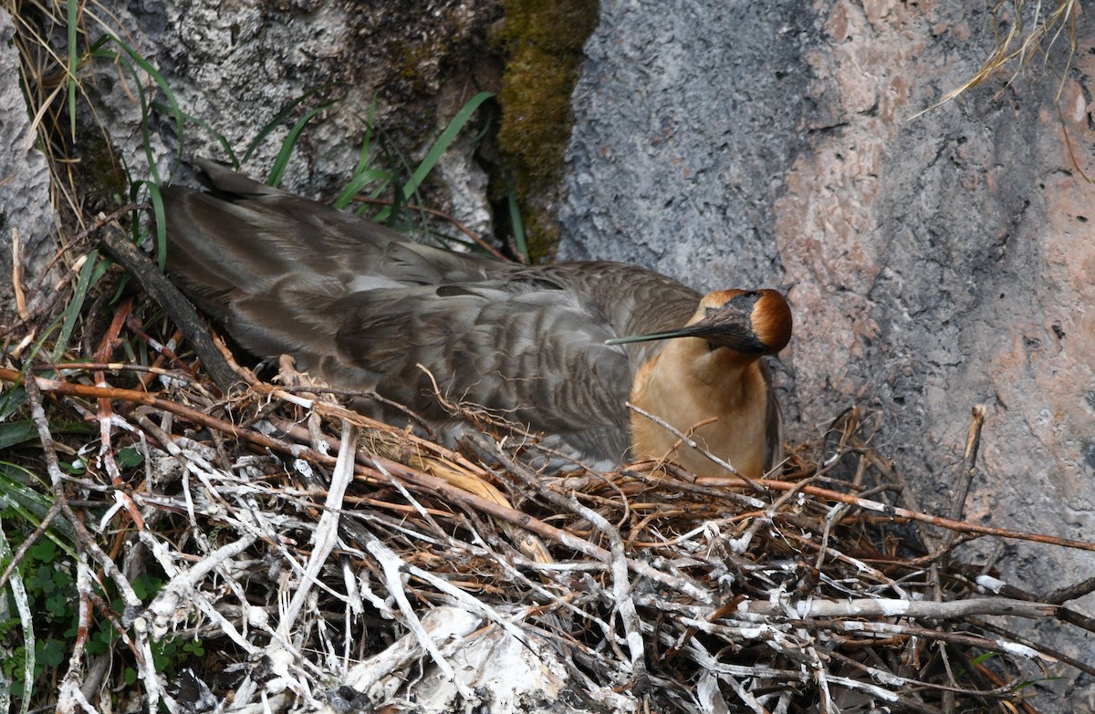Andean Ibis - ML646143295